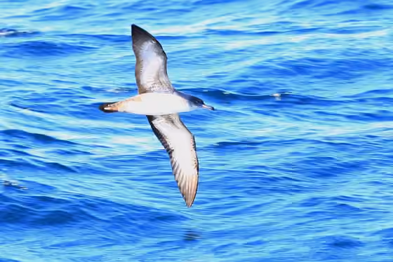 Dokumentasi Ardenna creatopus