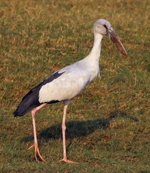 Dokumentasi Anastomus oscitans