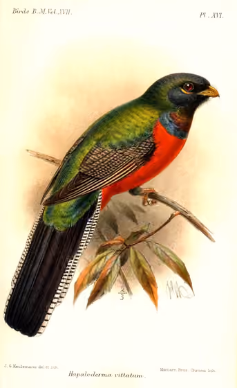Ilustrasi Apaloderma vittatum