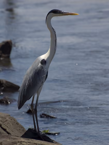 Dokumentasi Ardea cocoi