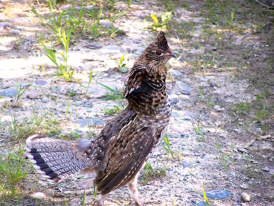 Dokumentasi Bonasa umbellus