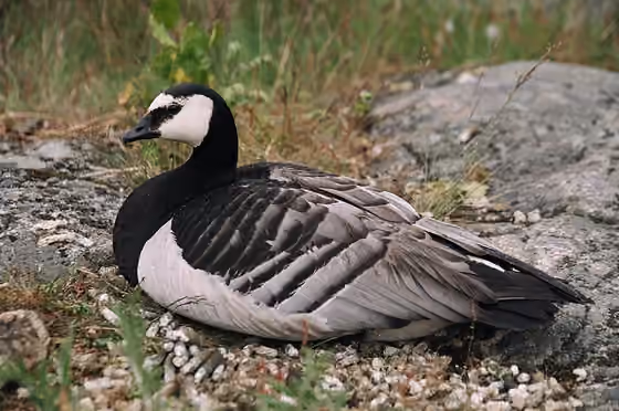 Dokumentasi Branta leucopsis
