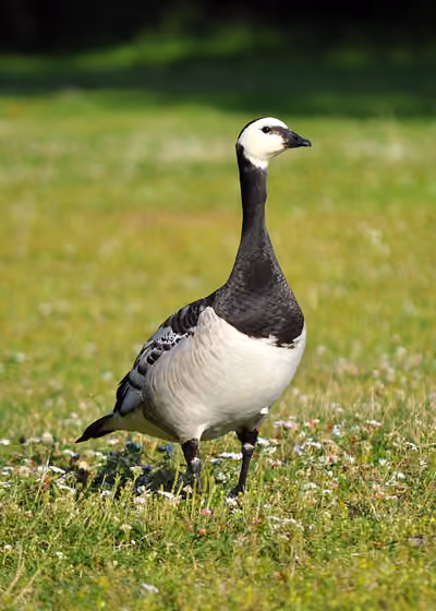 Dokumentasi Branta leucopsis
