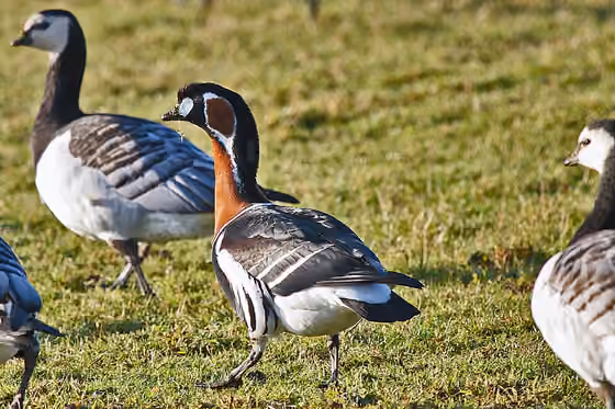 Dokumentasi Branta ruficollis