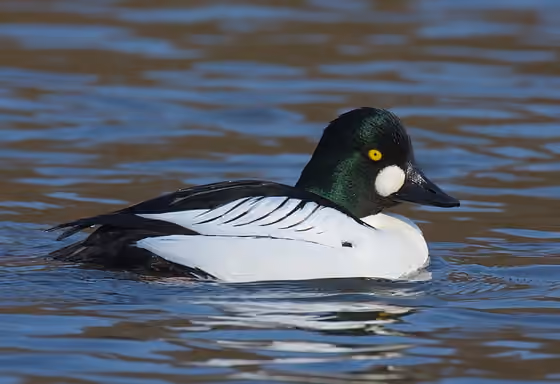 Dokumentasi Bucephala clangula