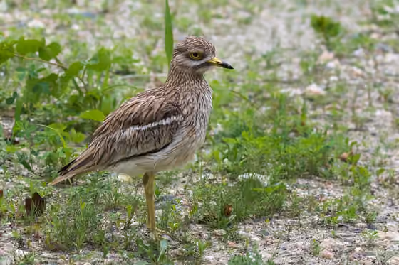 Dokumentasi Burhinus oedicnemus