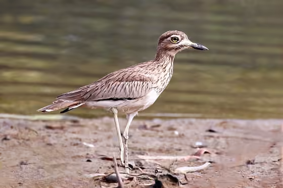 Dokumentasi Burhinus senegalensis