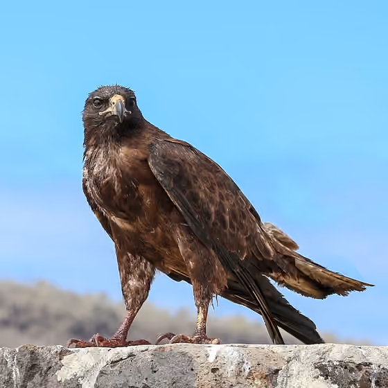 Dokumentasi Buteo galapagoensis