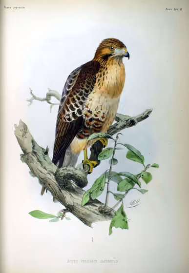 Ilustrasi Buteo japonicus