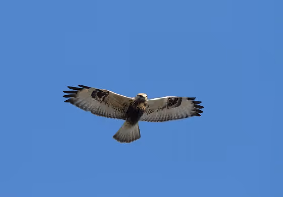 Dokumentasi Buteo lagopus
