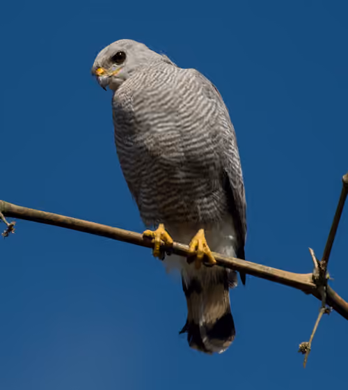 Dokumentasi Buteo nitidus