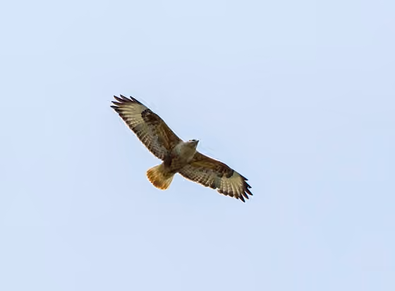 Dokumentasi Buteo rufinus
