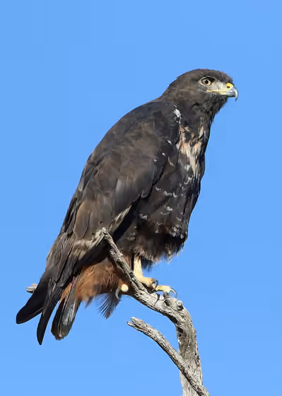 Dokumentasi Buteo rufofuscus
