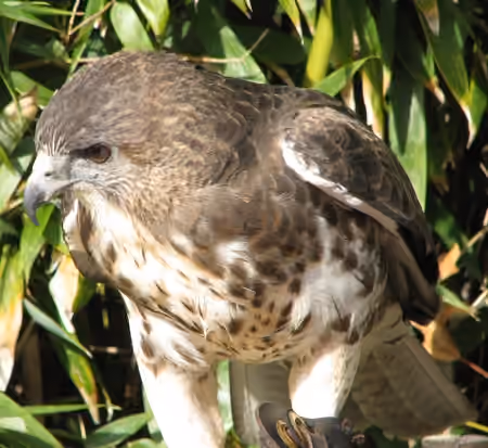 Dokumentasi Buteo solitarius