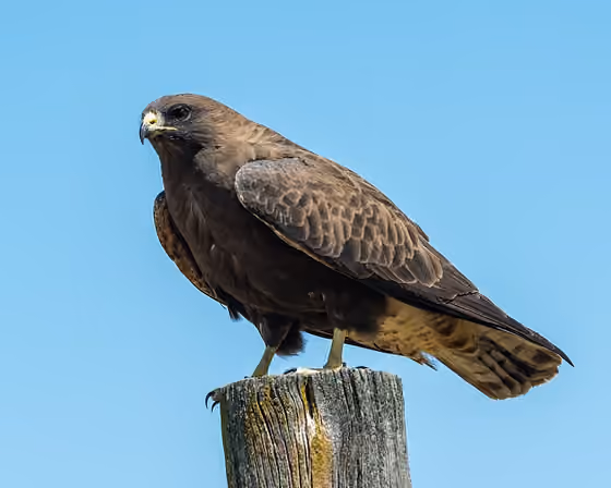 Dokumentasi Buteo swainsoni
