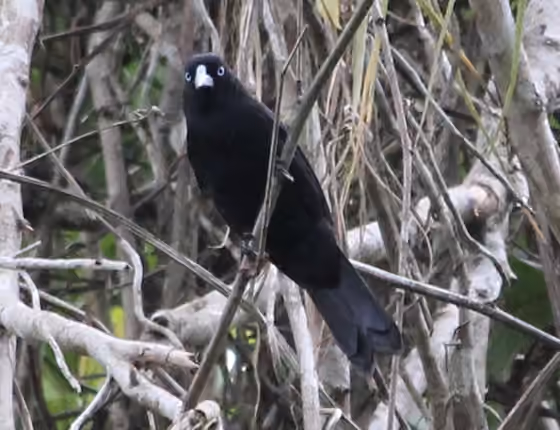 Dokumentasi Cacicus sclateri