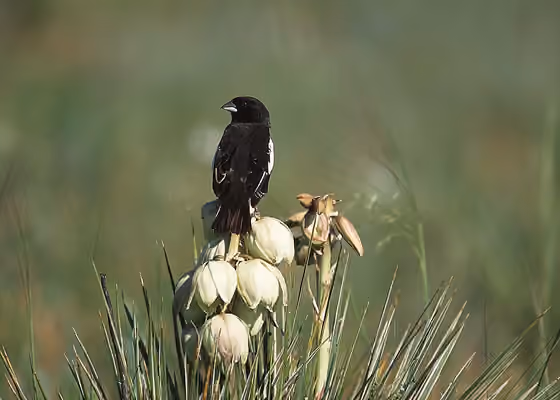 Dokumentasi Calamospiza melanocorys