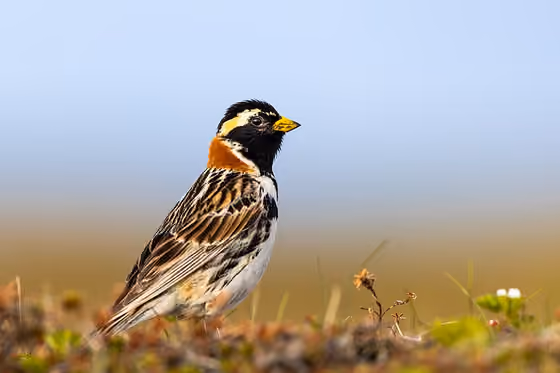 Dokumentasi Calcarius lapponicus