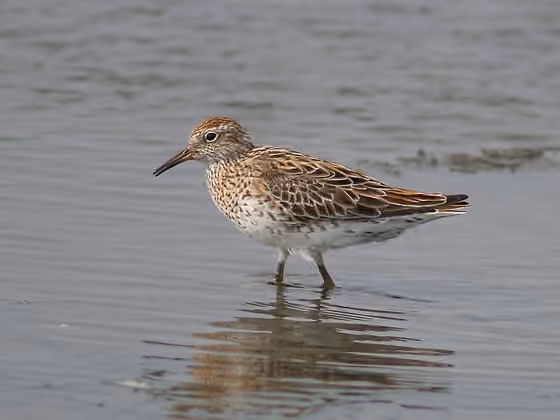 Dokumentasi Calidris acuminata