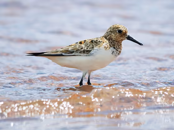 Dokumentasi Calidris alba