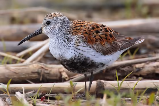 Dokumentasi Calidris alpina