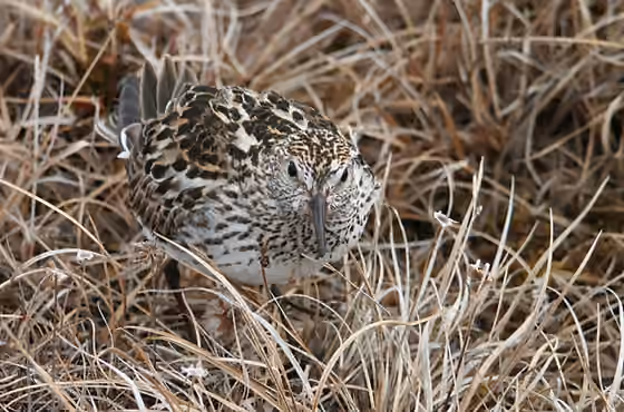 Dokumentasi Calidris fuscicollis