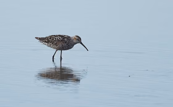 Dokumentasi Calidris himantopus