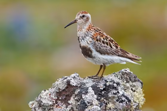 Dokumentasi Calidris ptilocnemis