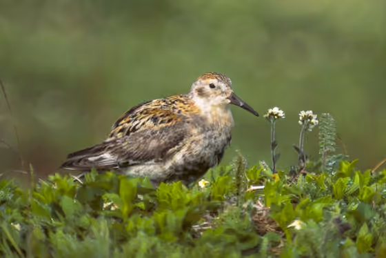 Dokumentasi Calidris ptilocnemis