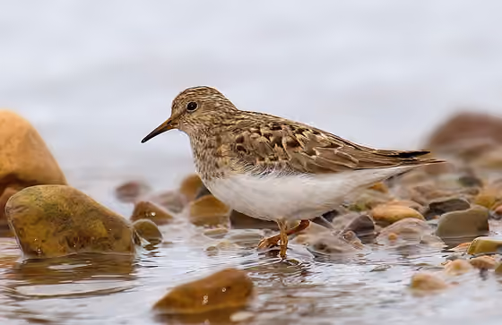 Dokumentasi Calidris temminckii