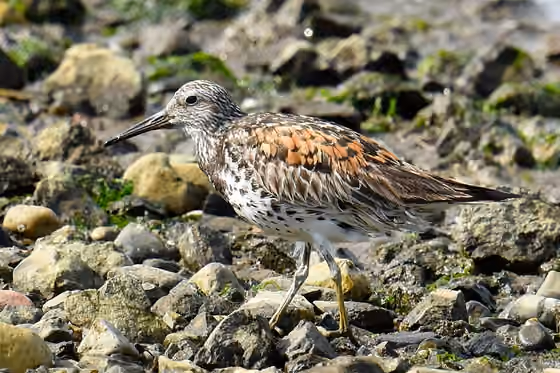 Dokumentasi Calidris tenuirostris