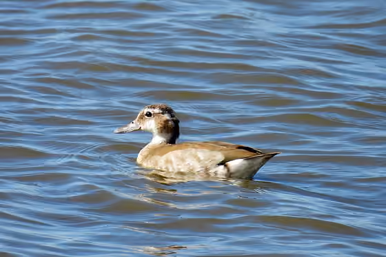 Dokumentasi Callonetta leucophrys