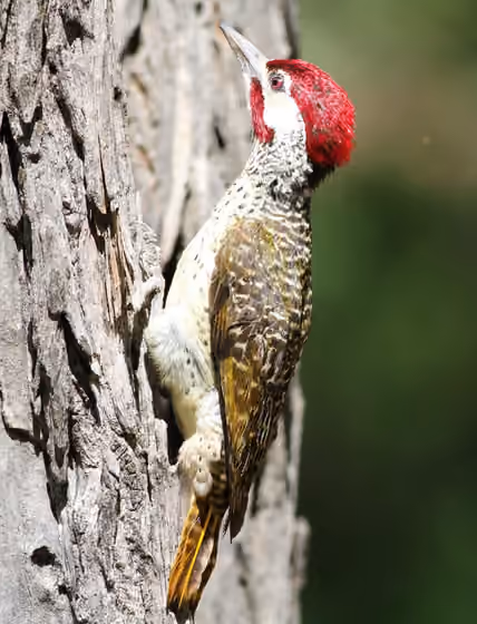 Dokumentasi Campethera bennettii jantan