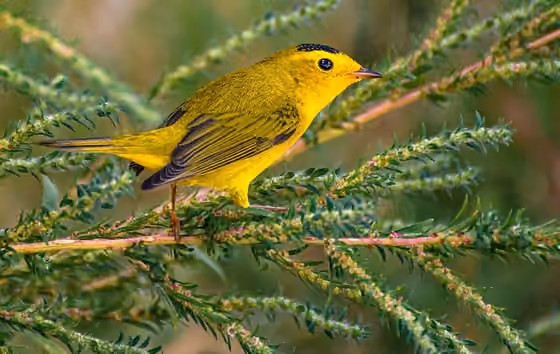 Dokumentasi Cardellina pusilla