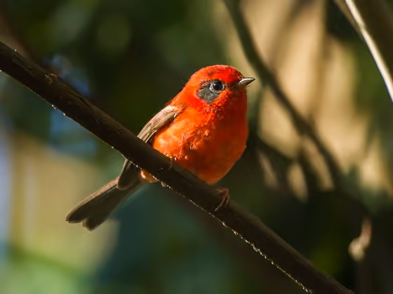 Dokumentasi Cardellina rubra