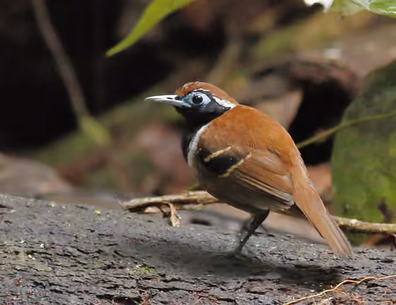 Dokumentasi Myrmoderus ferrugineus jantan