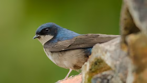 Dokumentasi Orochelidon murina