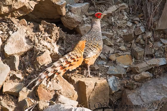 Dokumentasi Catreus wallichii