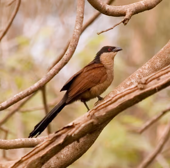 Dokumentasi Centropus senegalensis