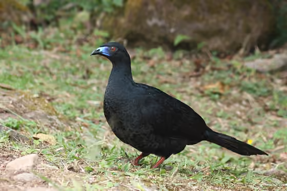 Dokumentasi Chamaepetes unicolor