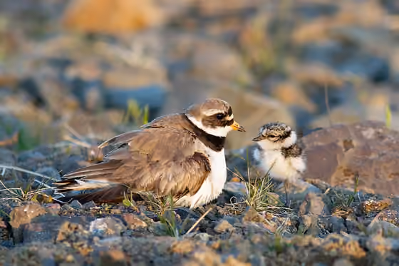 Dokumentasi Charadrius hiaticula