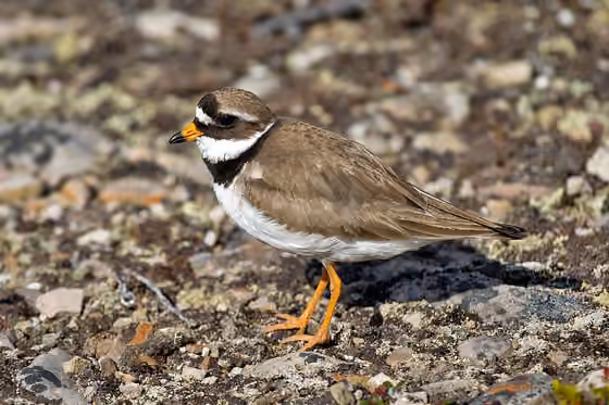 Dokumentasi Charadrius hiaticula