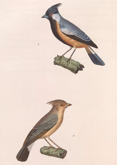 Ilustrasi Charitospiza eucosma