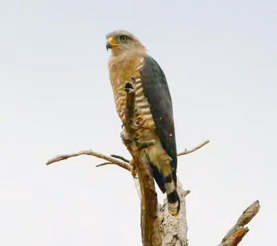 Dokumentasi Circaetus fasciolatus