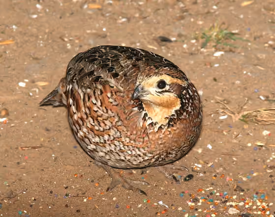 Dokumentasi Colinus virginianus