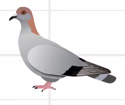 Ilustrasi Columba oliviae karya Sophie Labaude, tampak dari samping.