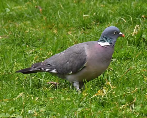 Dokumentasi Columba palumbus