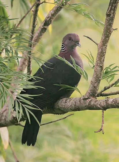 Dokumentasi Columba torringtoniae