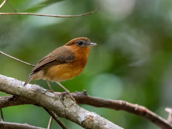 Dokumentasi Conopophaga cearae betina
