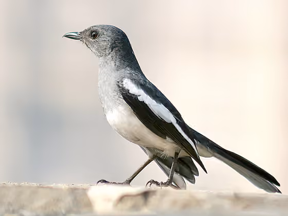 Dokumentasi Copsychus saularis